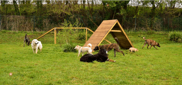 chien pension