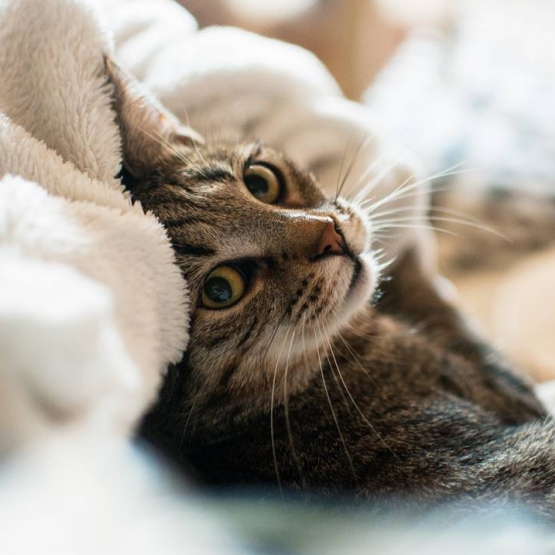 chat mignon