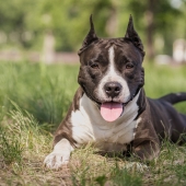 American Staffordshire