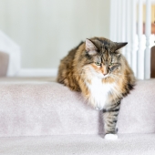 L’arthrose chez le chat