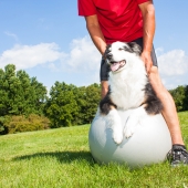 L'arthrose de l'homme et du chien