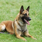 Berger Belge Malinois