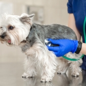 Cardiologie chien