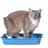 chat litiere