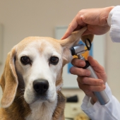 Mon chien a mal à l’oreille. Que faire 
