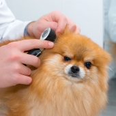 Mon chiot a une gale d’oreille : est-ce contagieux ? 