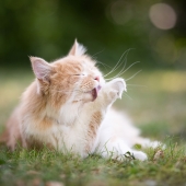 Comment laver mon chat ?