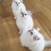 3 chats