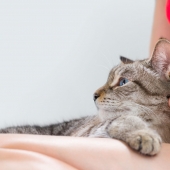 Dermatologie chat