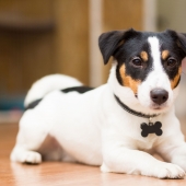 Jack Russell Terrier
