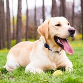 Labrador Retriever