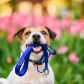 Le comportement du chien 