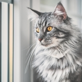 Maine coon