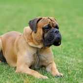 Mastiff