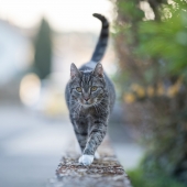 Mon chat a la gale : est-ce grave ? 
