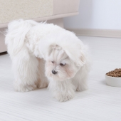 Mon chien ne mange plus, attention à l’urgence