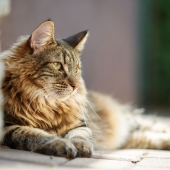 Chat norvégien