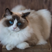 Ragdoll