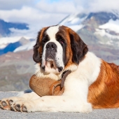 Saint-Bernard