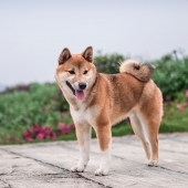 Shiba Inu