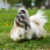Shih Tzu