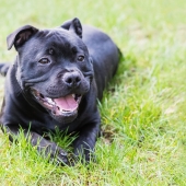 Staffordshire Bull Terrier