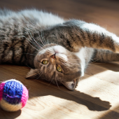 chat interieur fluffy