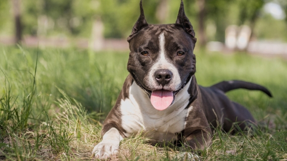 American Staffordshire