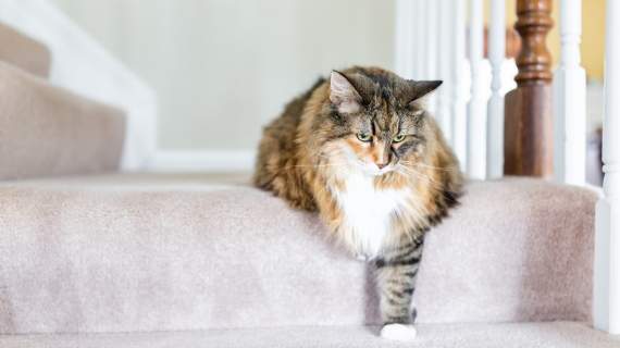 L’arthrose chez le chat
