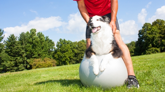 L'arthrose de l'homme et du chien