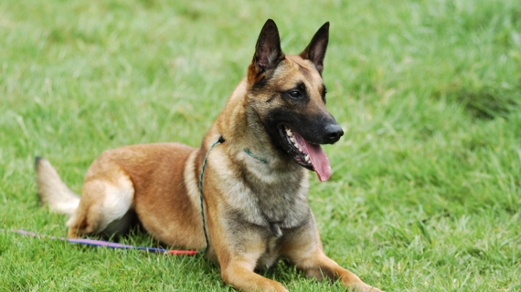Berger Belge Malinois
