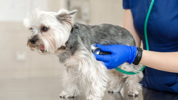 Cardiologie chien