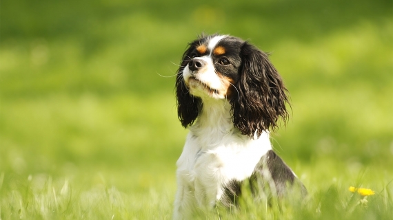 Cavalier King Charles