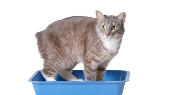 chat litiere