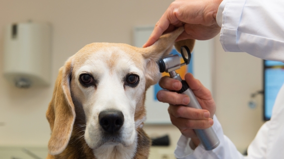 Mon chien a mal à l’oreille. Que faire 