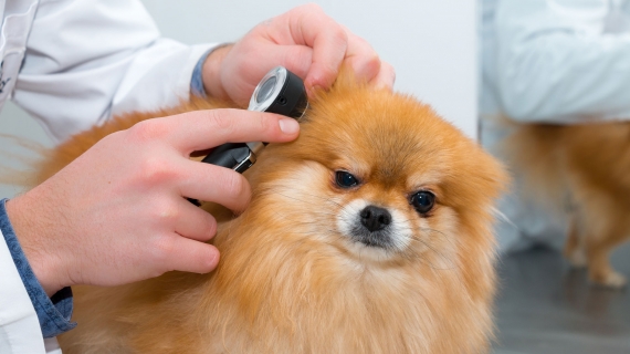 Mon chiot a une gale d’oreille : est-ce contagieux ? 