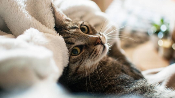 chat mignon
