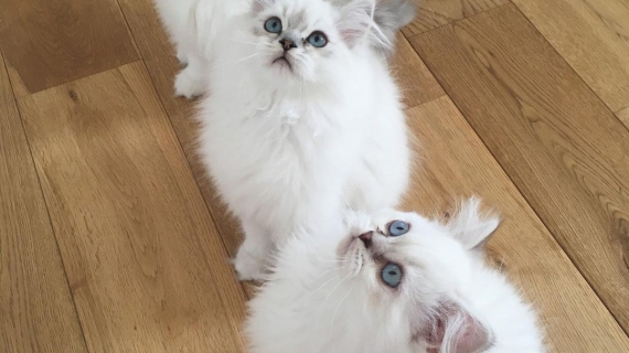 3 chats