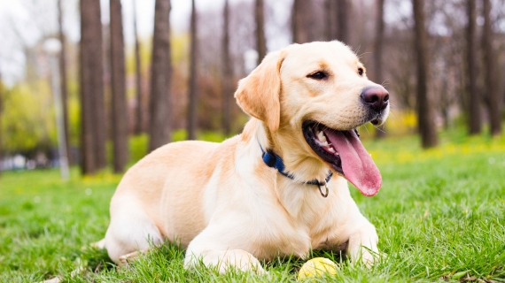 Labrador Retriever