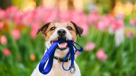 Le comportement du chien 