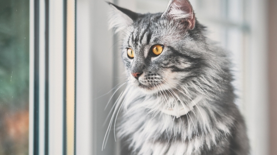 Maine coon