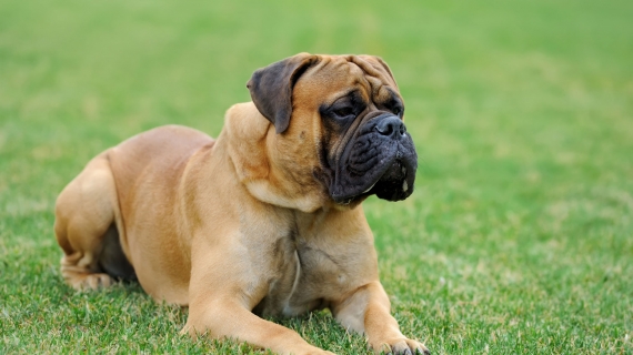 Mastiff