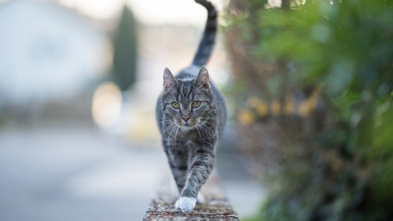 Mon chat a la gale : est-ce grave ? 