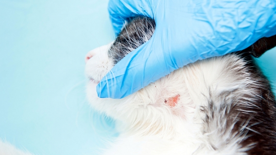 Mon chat a une infection de peau, est-ce grave docteur ?