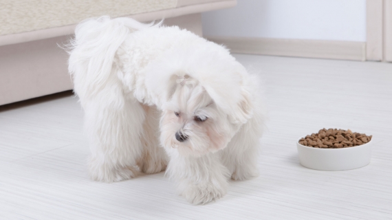 Mon chien ne mange plus, attention à l’urgence