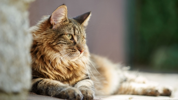 Chat norvégien