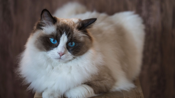 Ragdoll