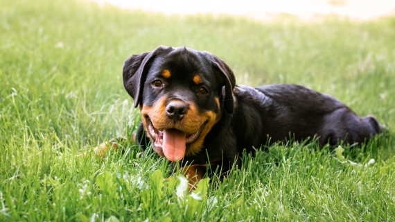 Rottweiler