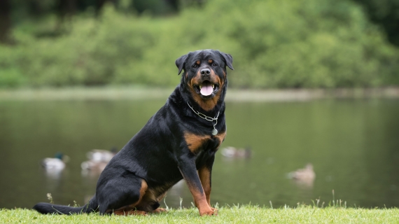Rottweiler