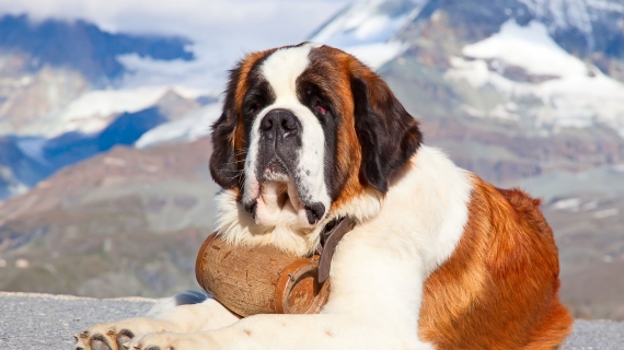 Saint-Bernard